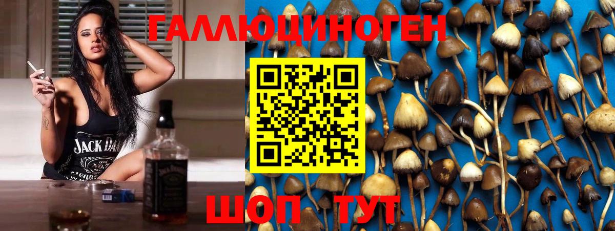 Северобайкальск  Галлюциногенные грибы Psilocybine cubensis  Вход с VPN 